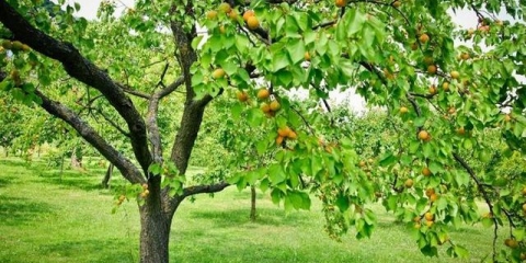 Kako posaditi kajsiju